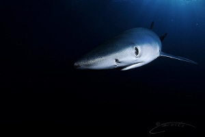 ~ Into the Blue ~ by Geo Cloete 